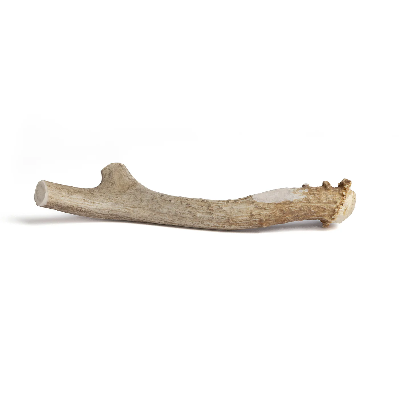 Deer Antler - Image 10