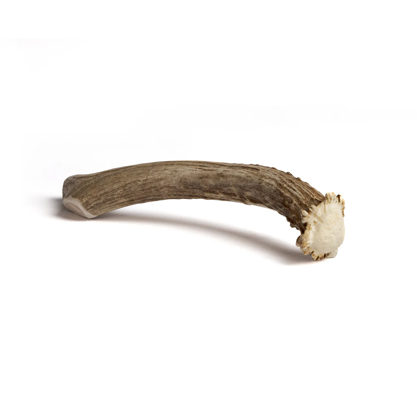 Deer Antler - Image 12
