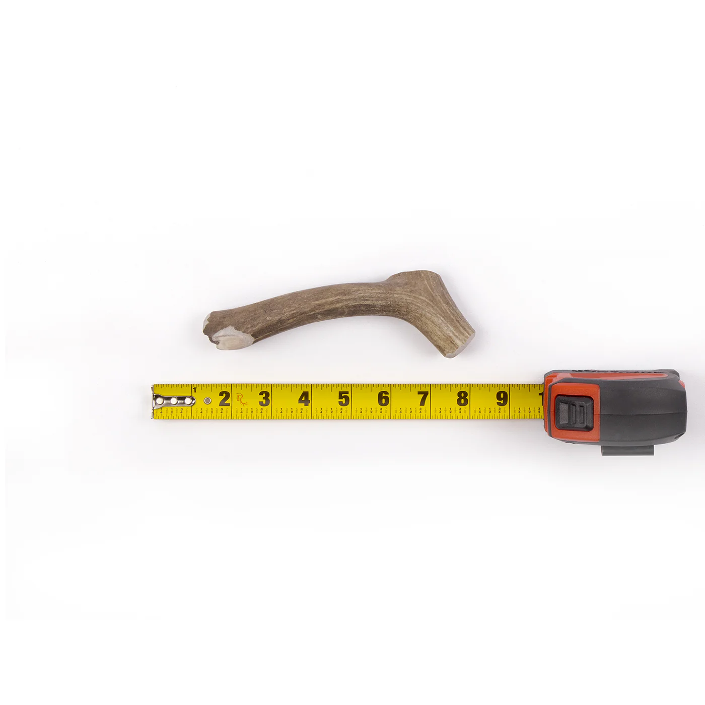 Deer Antler - Image 13