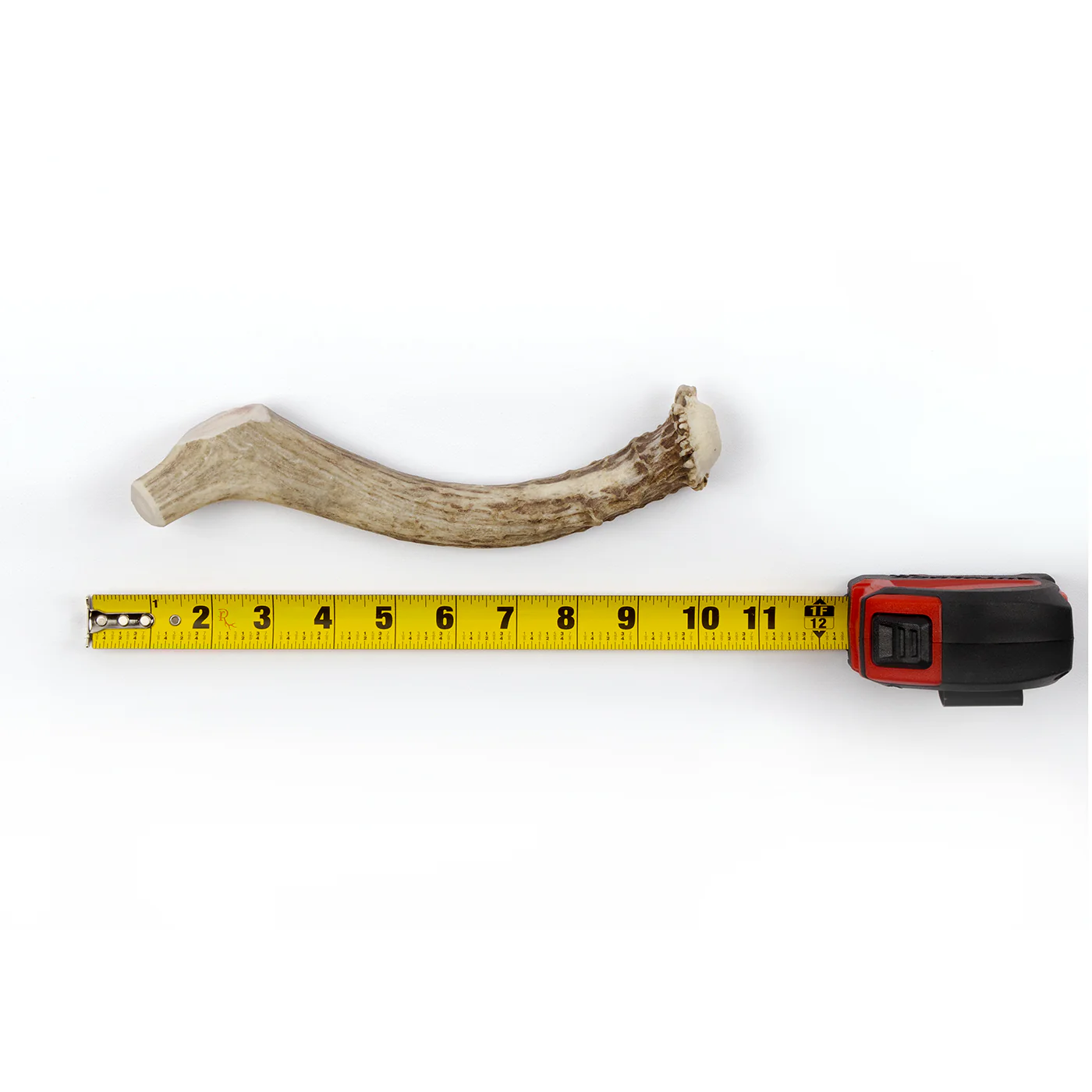 Deer Antler - Image 19