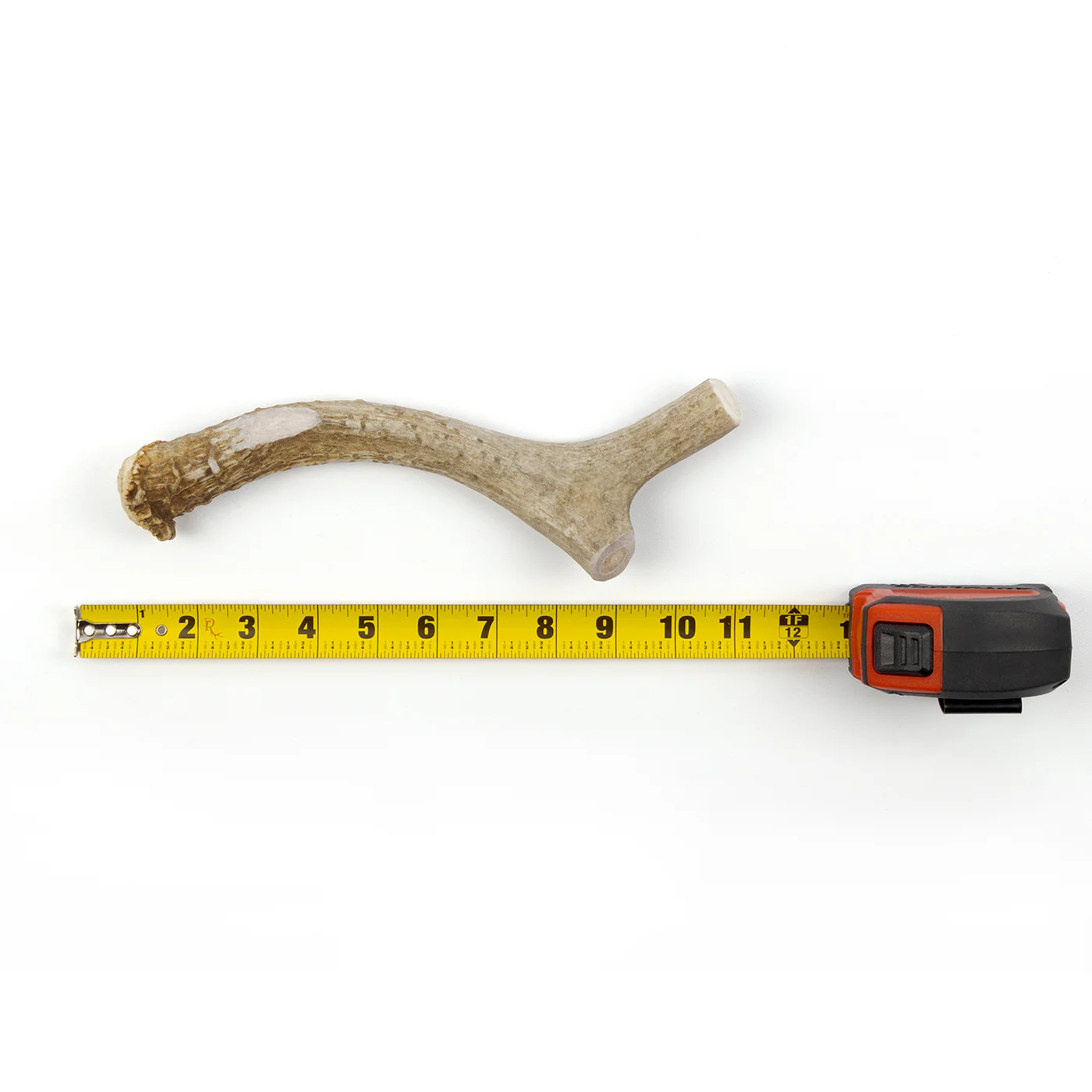 Deer Antler - Image 8