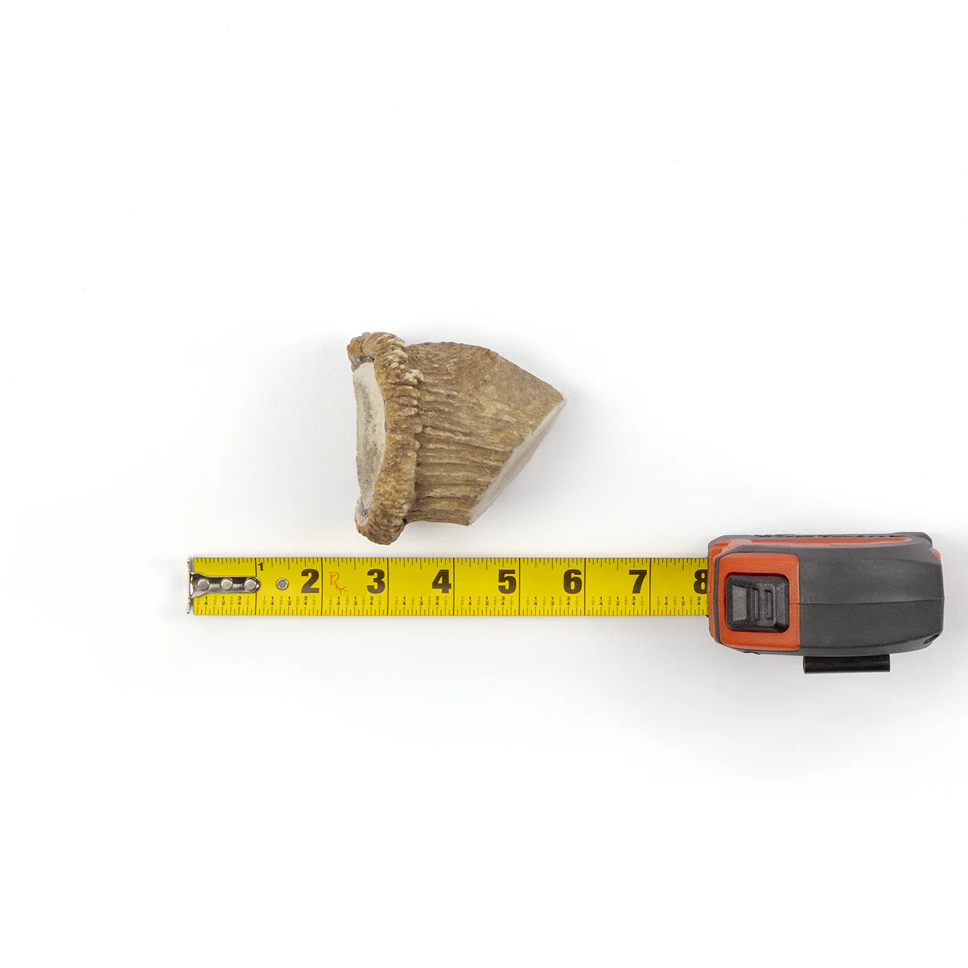 Medallions - Image 6