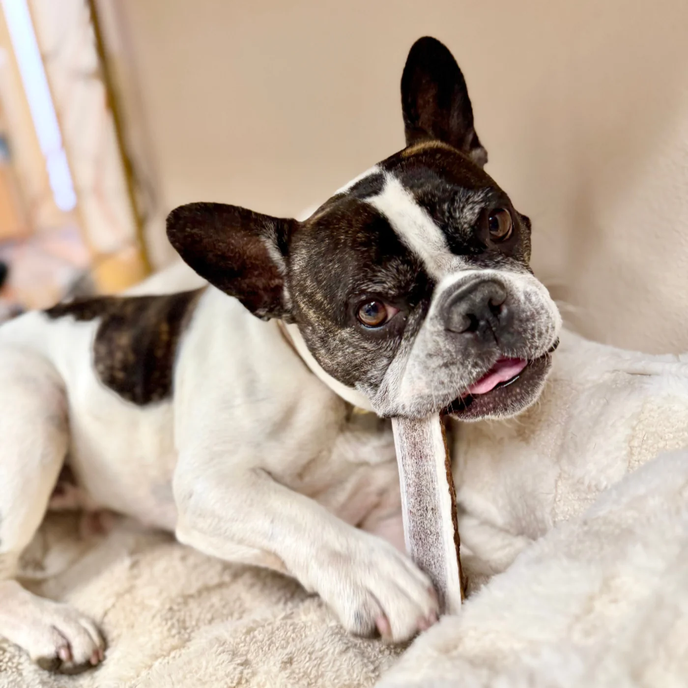 Split Elk Antler - Image 13