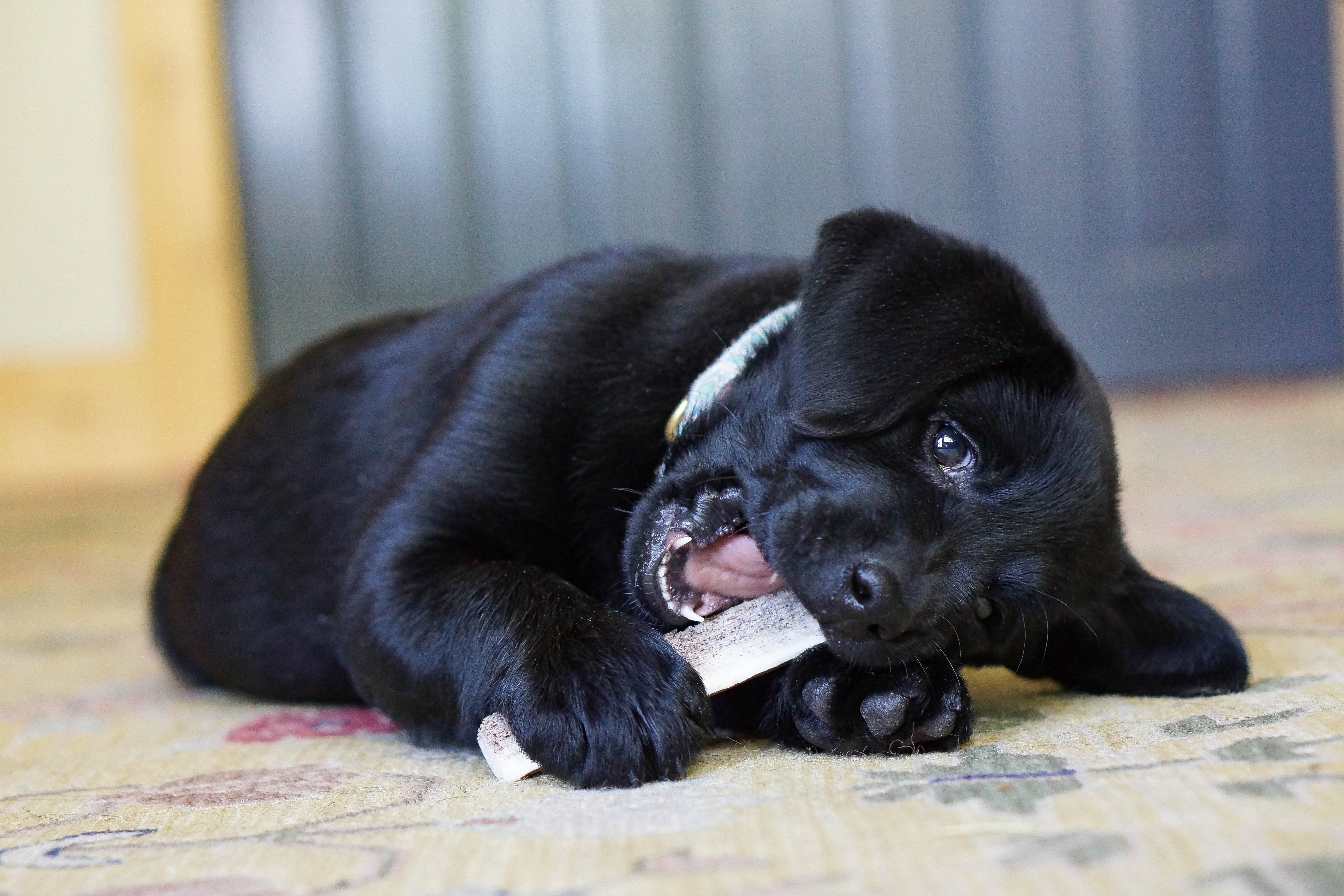 Split Elk Antler - Image 30