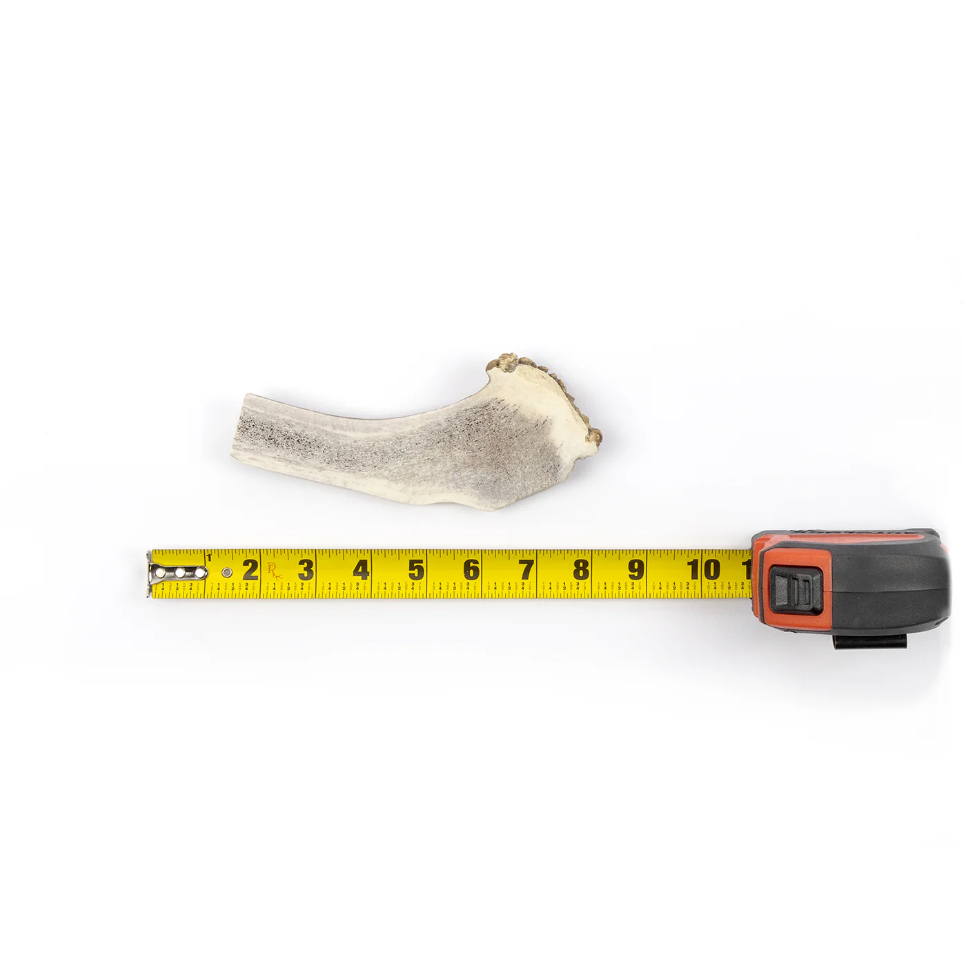 Split Elk Antler - Image 4