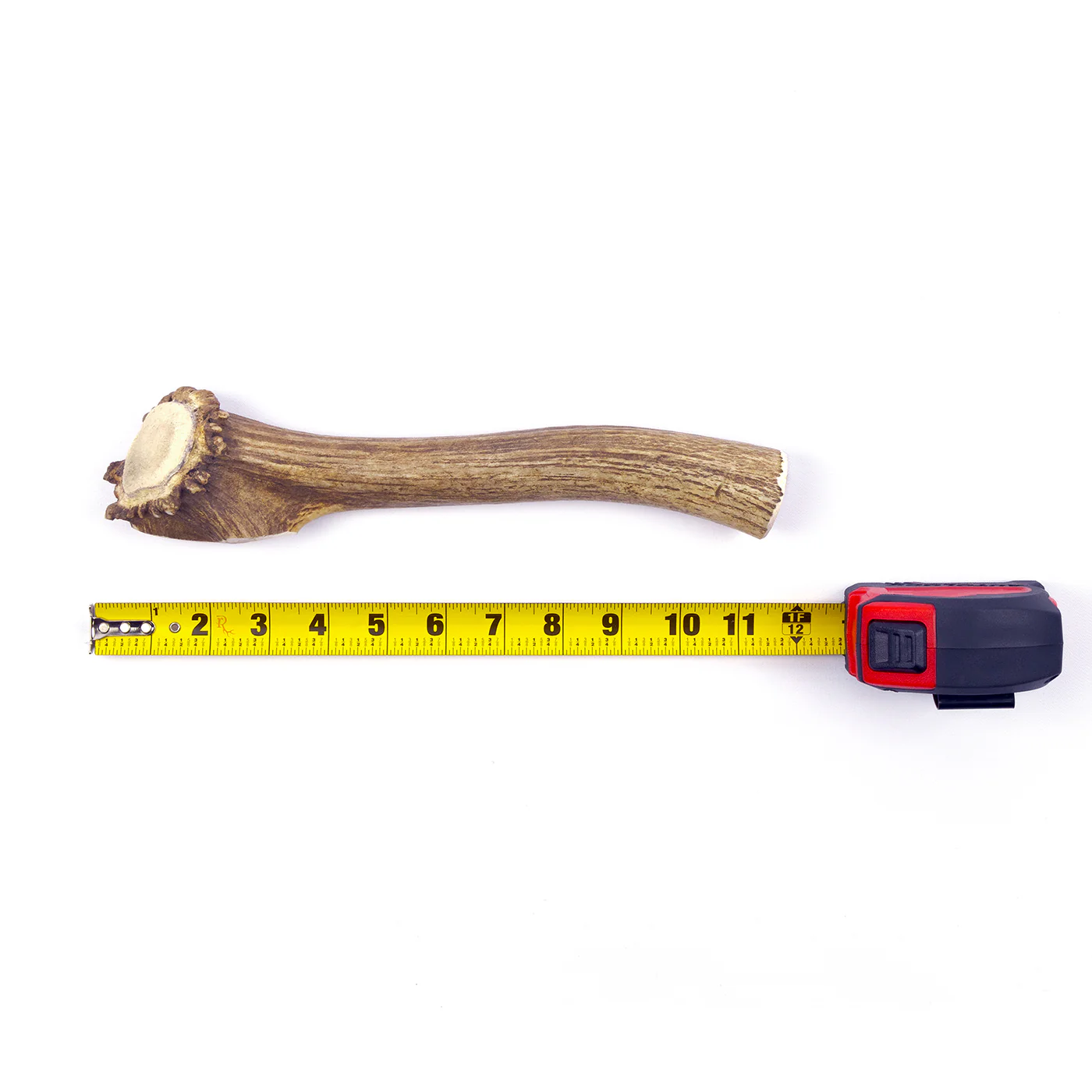 Whole Elk Antler - Image 15